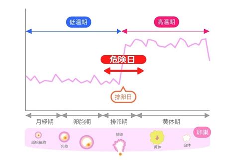 妊娠危険日計算|安全日と危険日っていつのこと？妊娠の確率は？排卵。